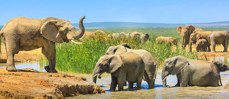 What to see in Afrique du Sud Addo National Park