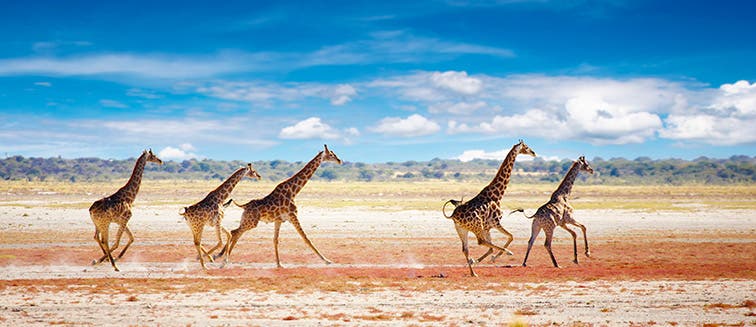 What to see in Namibie Parc National Etosha