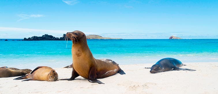 What to see in Équateur Îles Galapagos