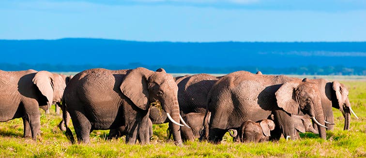 What to see in Kenya Parc national d’Amboseli