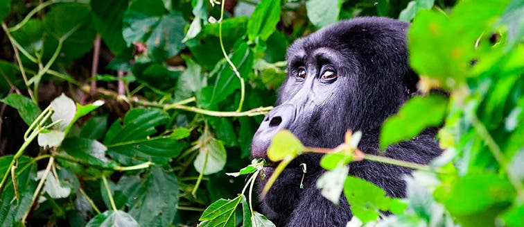 What to see in Ouganda Parc National de Bwindi