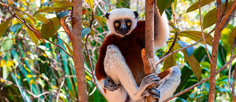 What to see in Madagascar La réserve Peyrieras Madagascar Exotic