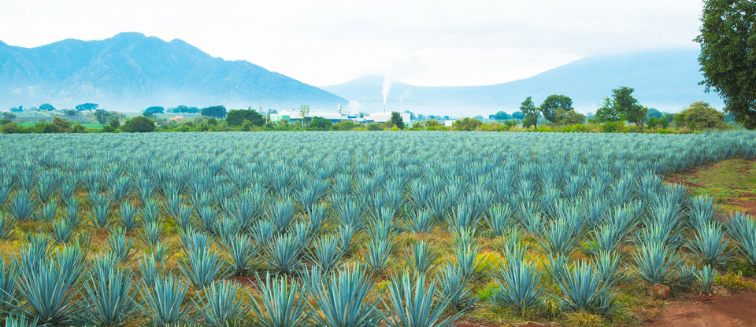 What to see in Mexique Tequila