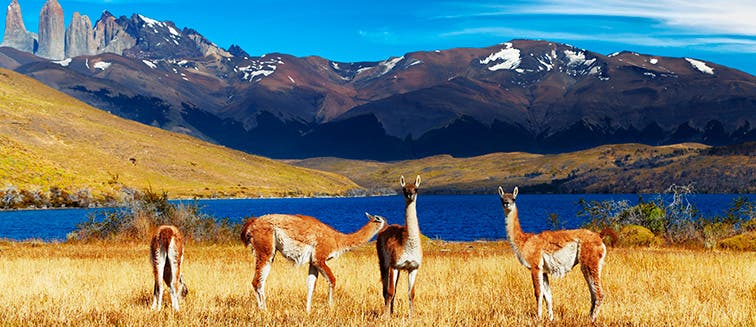 What to see in Chili Torres del Paine National Park