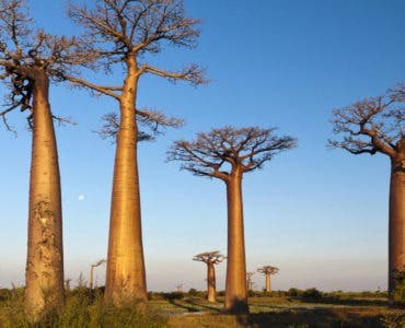 Que voir a Madagascar